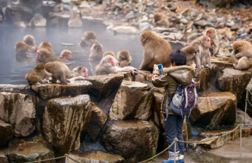 Jigokudani Monkey Park